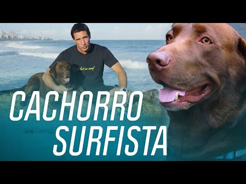 Vídeo: Ricochet, O Cão De Surf, Ajuda Os Surfistas Com Deficiência A Continuar Andando