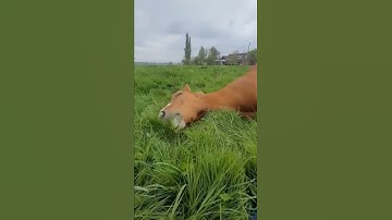 I am not lazy, I am in energy saving mode