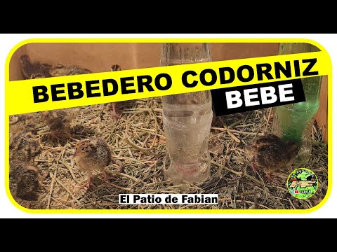 Video: Bebedero para codorniz en botella de plástico: rápido, sencillo, cómodo