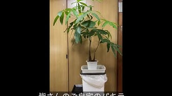 パキラ剪定 Youtube