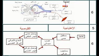 تمرين في الجهاز العصبي و العضلي