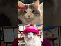 ¡DOMINGA NO PERDONA! La reacción de una gatita al viaje de su dueño #shortsviral