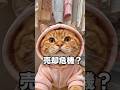 くるみ来た!!みんな助けて!! #cat #好きな子猫 #猫動画 #cute #かしわねこ #pets #子ネコ #猫のいる暮らし #猫好きさんと繋がりたい #癒やし #猫のいる生活 #猫好き