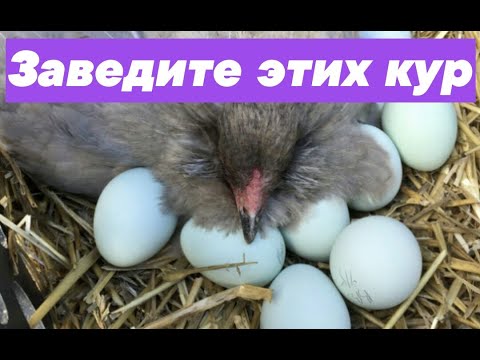 Видео: Почему куриные яйца синие?