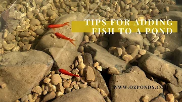 Tips for adding fish to a pond