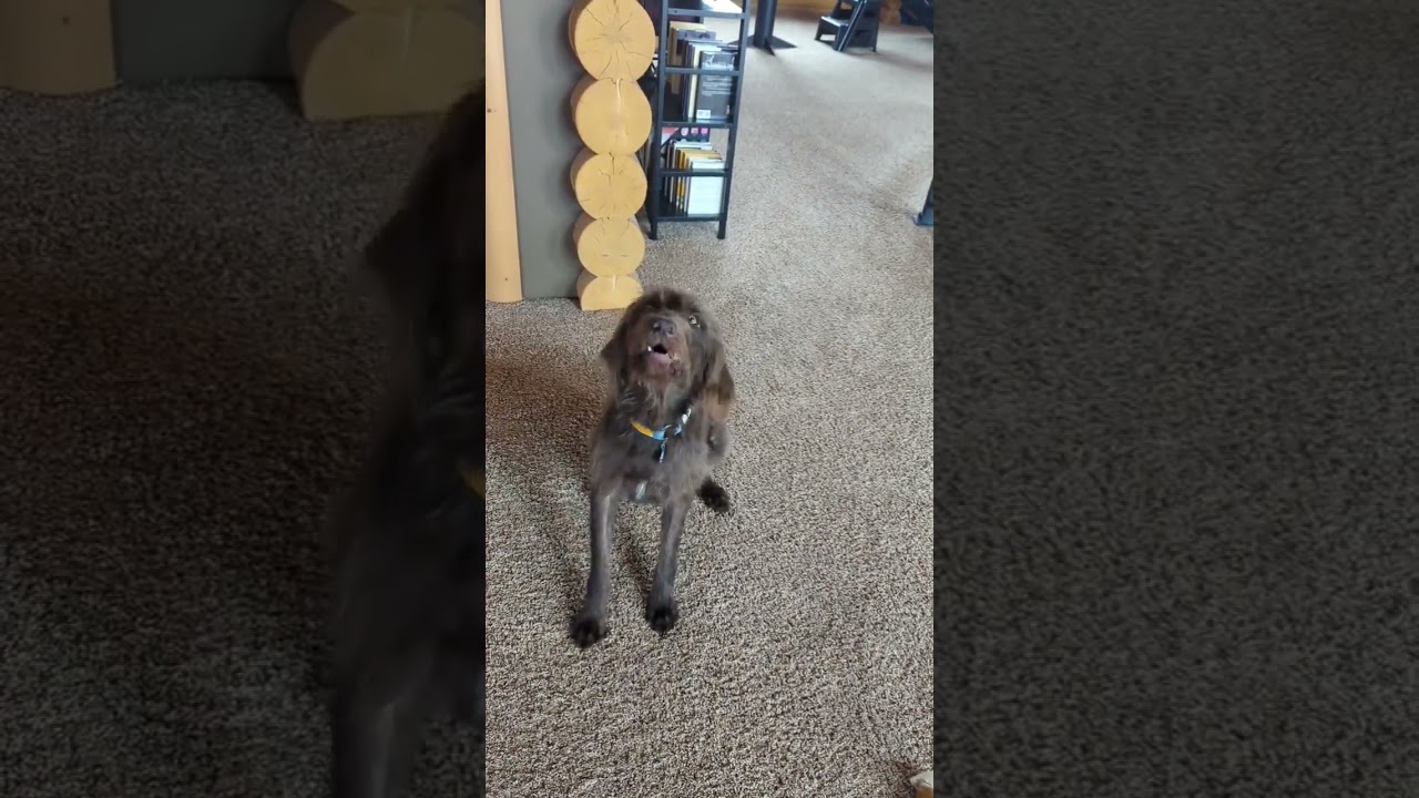 Weaning her puppies and Molly doesn't appreciate it