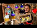 Gouldian finch successful breeding method tips Attercliffe, Beautiful, Colourful, Hsn Entertainment