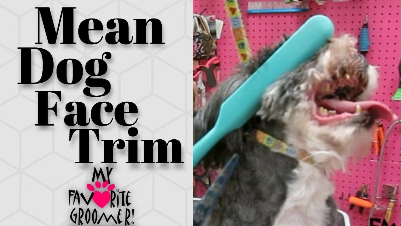 Mean Dog Face Trim Youtube Mean Dog Face Trim Youtube
