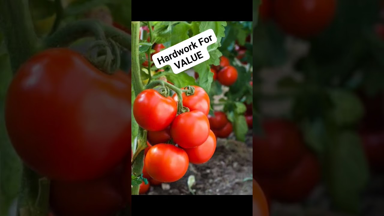 Hardwork For VALUE and Money 