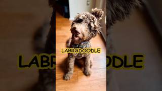 Labradoodle  Popular Cross Breeds #dogs #pets #labradoodle #labradorretriever #poodle #dogbreeds