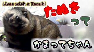 【タヌキと二人暮らし】プチポツンと一軒家でタヌキとの平凡な日常(Lives with a Tanuki)