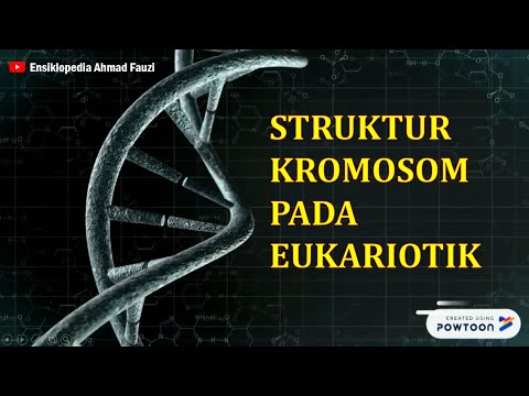 Video: Apakah yang terdapat dalam kromosom eukariotik?