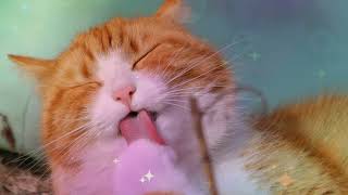 Soothing music for cats - Lullabies and cat snores to relax your cat and make him sleep