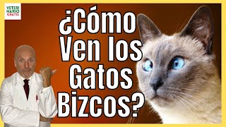 ¿CÓMO VEN LOS GATOS BIZCOS? ❤️‍🩹 Causas, Tipos y Tratamiento del ESTRABISMO FELINO Resimi