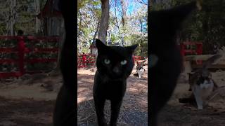 猫神社に行くと猫たちが出迎えてくれて楽しい#猫島 #猫 #黒猫 #猫神社
