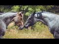 Beautiful Blue Roan Horse Breed A Rare American Equine