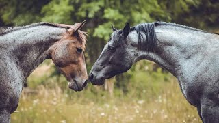 Blue Roan Horse Breed A Rare American Equine