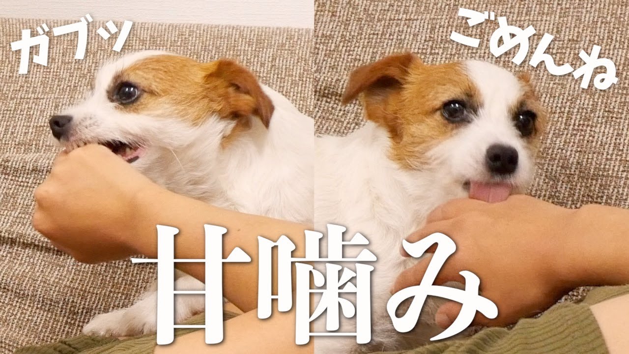 ジャック多頭飼いの私がやった甘噛みの対処法をご紹介します/噛み癖/ジャックラッセルテリア