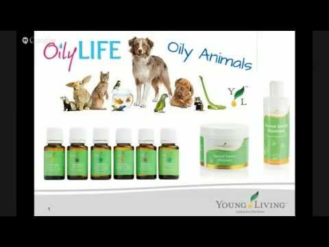Oily Animals: Essential oils for your furry friends!
