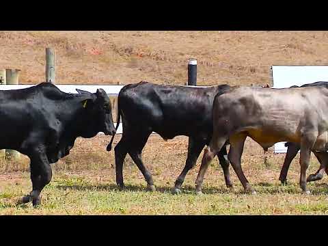 LOTE 06   25 MACHOS COMERCIAL