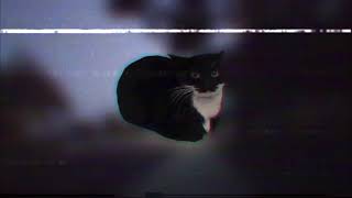 Dancing cats (Official Visualizer)