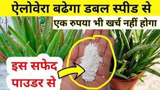 ऐलोवेरा बनेगा मोटा और घना.Aloe Vera plant care & growing tips.Best homemade fertilizer for Aloevera.