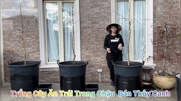CUỘC SỐNG ÚC l TRỒNG CÂY ĂN TRÁI TRONG CHẬU BÁN THUỶ CANH CÙNG CHỊ ĐẸP