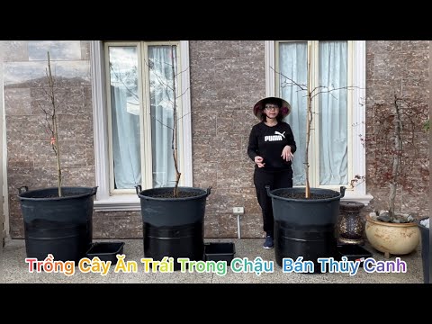 Video CUỘC SỐNG ÚC l TRỒNG CÂY ĂN TRÁI TRONG CHẬU BÁN THUỶ... - youtube