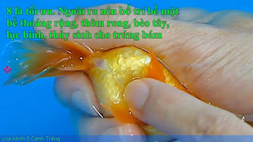 Cách nhận biết khi nào cá ba đuôi đẻ