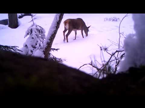 ირემი თოვლში | Borjomi-Kharagauli National Park