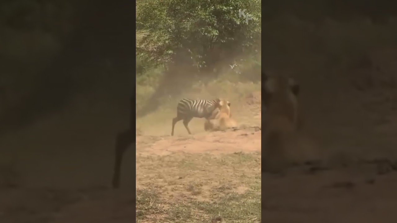 Львица гонится за зеброй в «Дикой охоте»!