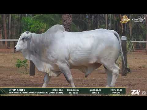 Nelore Cometa | 17º Leilão | Touros | Lote 74