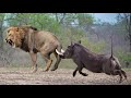 OMG! Male Lion Catch Cheetah Cubs While Mother Cheetah Hunting Impala - Cheetah Revenge Lion Fail