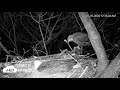 Hanover  juveniles midnight nest visit ontap