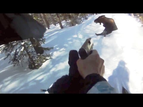 Angry Moose Fatal shoot