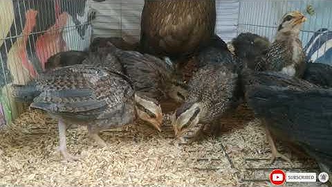 Đàn gà rừng 1 tháng tuổi ||Gà Rừng Tây Bắc