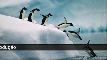 Qual é a cobertura do corpo do pinguim?