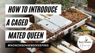 How to Introduce a Queen Bee to a Hive - How to Introduce a Queen - Introduce a Mated Queen