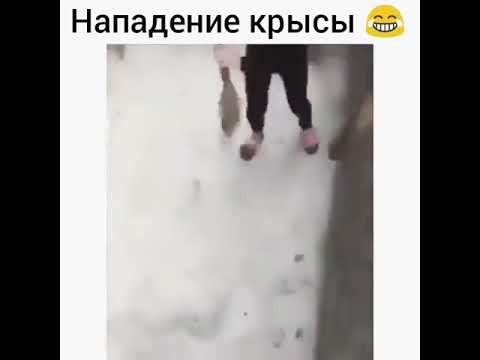 Нападение крыс