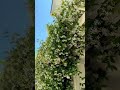 4 years later🤩 I wish you could SMELL this video! #shorts #starjasmine #trellis
