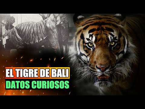 Video: El tigre balinés es una subespecie extinta