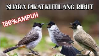 SUARA PIKAT KUTILANG RIBUT ANTI ZONK DIJAMIN AMPUH