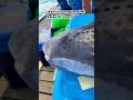Ikan buntal#mancing #fishing #mancingmantap #buntal #fypシ #fypシ゚viral #fyp #viral #shoppee