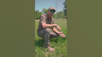 Utilization cage shows a need for fencing! #foodplot #deer #deerhunting #habitat #alfalfa