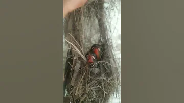 humming bird🐦🥺baby bird #shorts #short #shortvideo