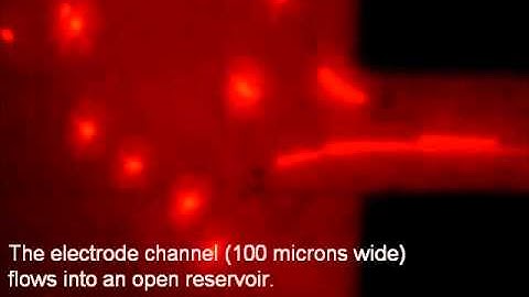 Particle focusing using dielectrophoresis
