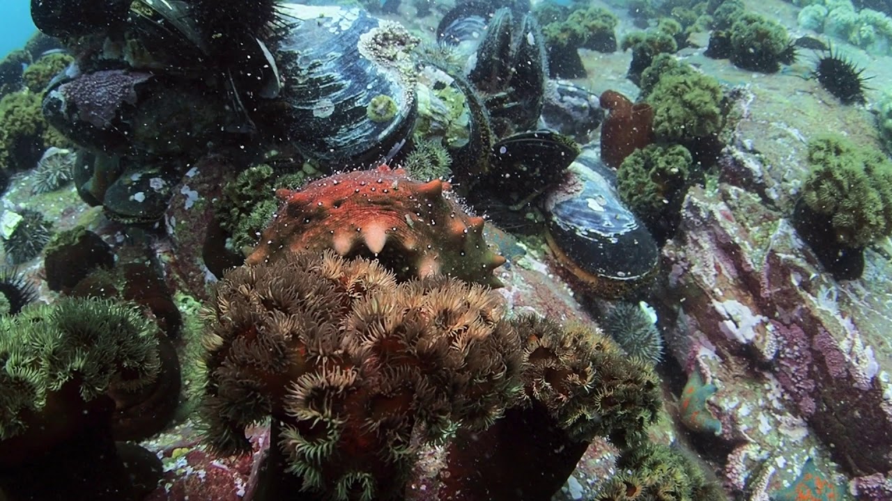 Музей трепанга владивосток Музей трепанга владивосток