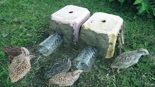Primitive Technology: Awesome Quick Bird Trap in Cambodia - How to make Easy  Bird Traps using Chair