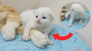 Adopted Kitten MEETS a New Member of his Rescued Family, POOR KITTEN Nursed by Foster MOM CAT by Moo Kittens 381 views 5 days ago 1 minute, 10 seconds