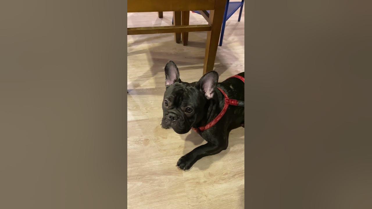 head-bobbing-in-dogs-youtube